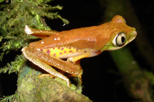 Type of frog affected by a pathogenic fungus