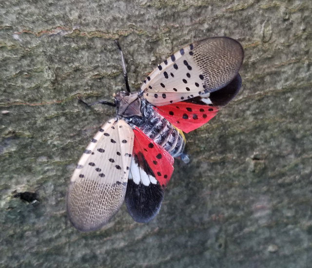 Spotted lanternfly